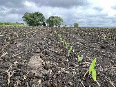 emerging corn