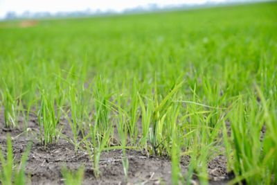 Young rice field
