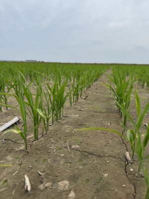 young rice, dry, cracked soil