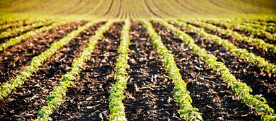 Young soybean field