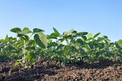 young soybeans, blue sky, sunny day