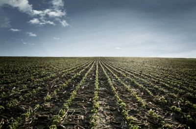 young soybeans in corn stubble