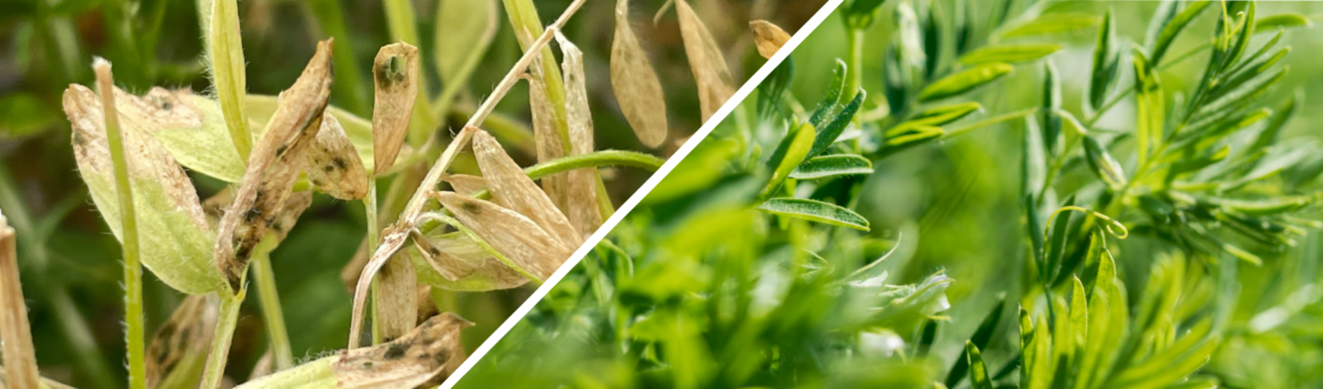 lentil and pulses fields