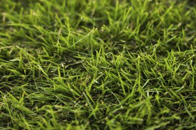 Image of Zoysiagrass