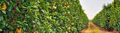Citrus grove