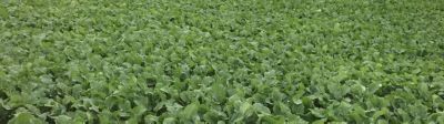 Brassica Crop