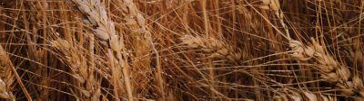 Wheat Banner Mobile