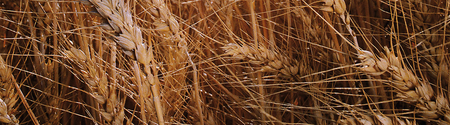 Wheat Banner Mobile