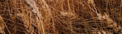 Wheat Banner