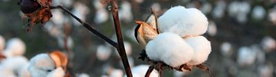 Cotton Crop Solutions Page Mobile
