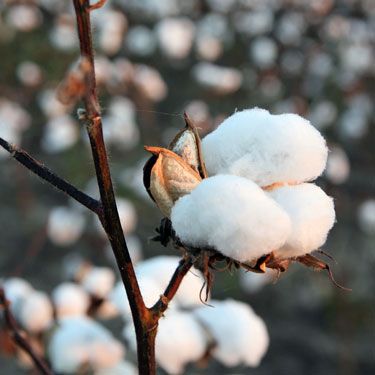 Cotton