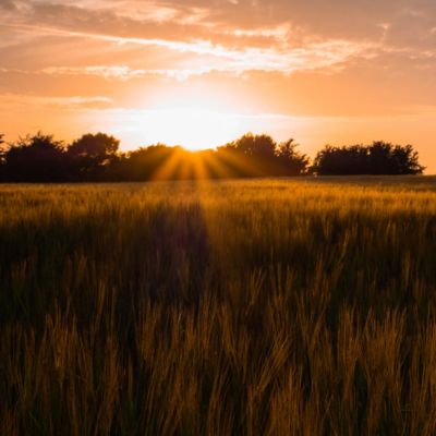 Transform WG Winter Cereals