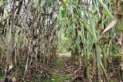 colza con carattere protector