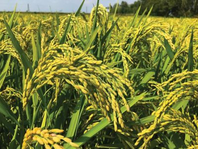 Progetto Crescere - Varietà Aivori