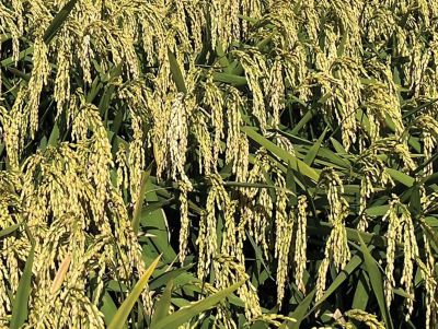 Progetto Crescere - Varietà Felice