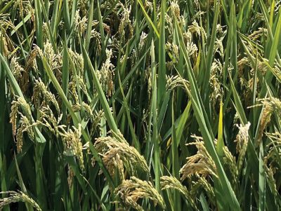 Progetto Crescere - Varietà Fiero