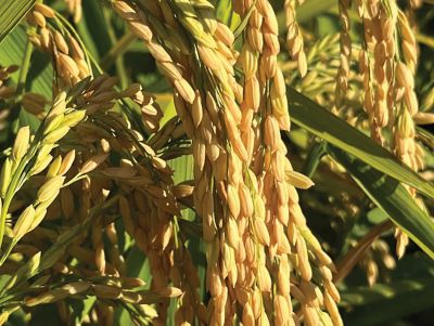 Progetto Crescere - Varietà Furbo