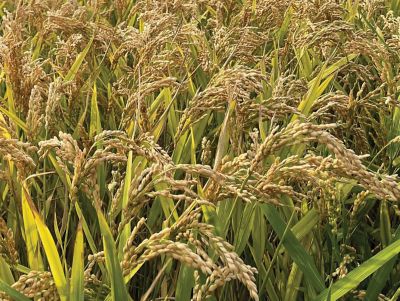 Progetto Crescere - Varietà Sinfonia