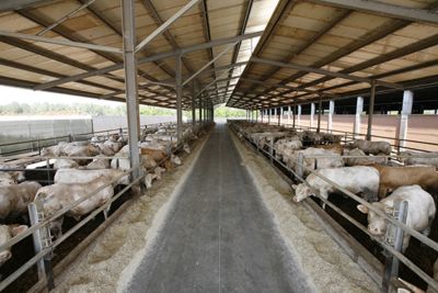 stalla di tori da carne