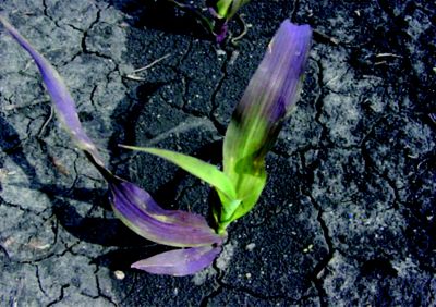 pianta di mais con purpling