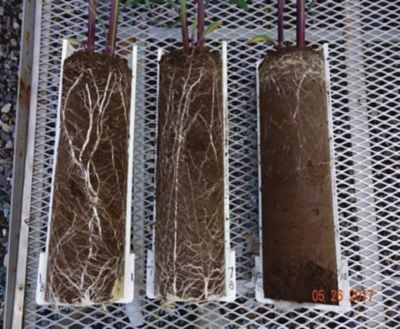 esempio di compattamento del suolo