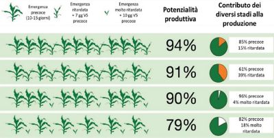 dati ed effetti del ristagno idrico primaverile sul mais