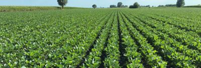 semina della soia in secondo raccolto