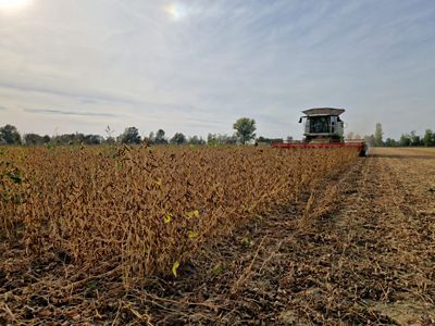 semina della soia in secondo raccolto