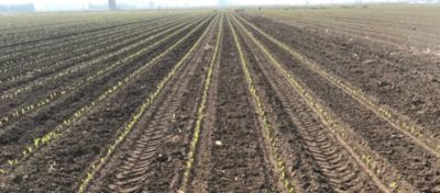 mais in fase di emergenza