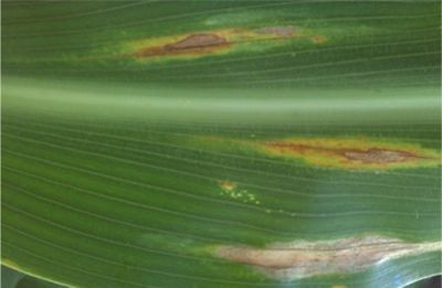 elmintosporiosi del mais