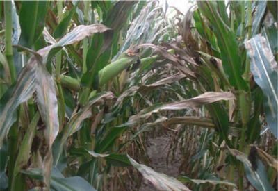 elmintosporiosi del mais