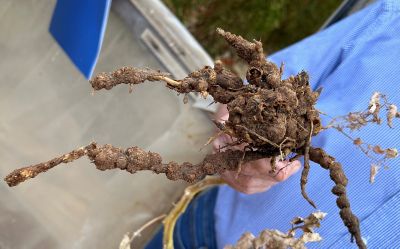 danni da nematodi galligeni del suolo