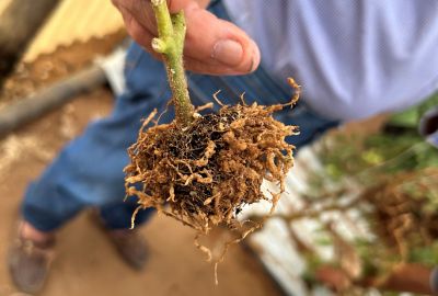 danni da nematodi galligeni del suolo