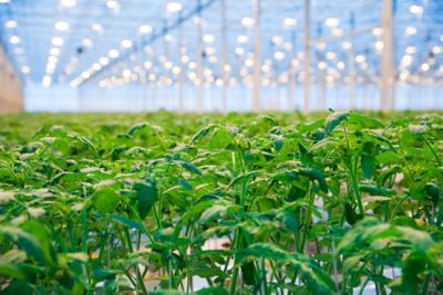 danni da nematodi galligeni del suolo