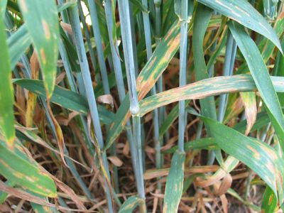 malattia fungina su cereale