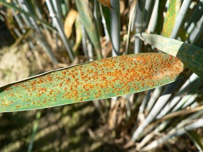 malattia fungina su cereale