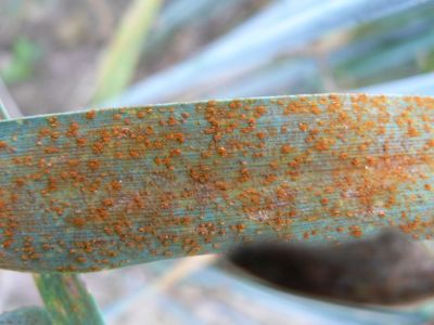 malattia fungina su cereale