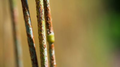 malattia fungina su cereale