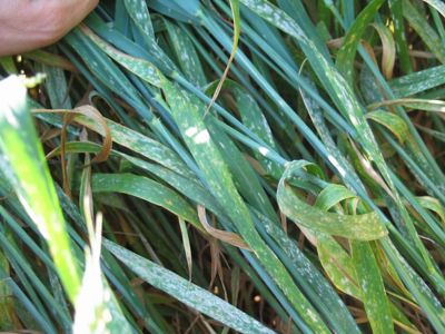 malattia fungina su cereale