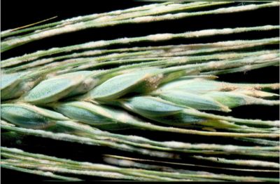 malattia fungina su cereale