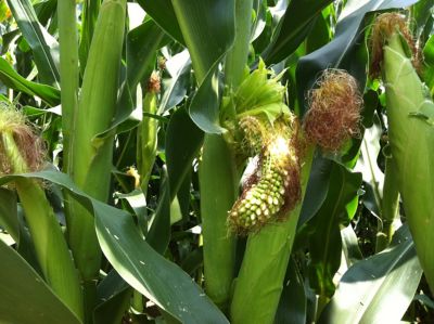 pianta di mais sotto stress