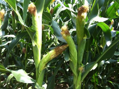 pianta di mais stressata