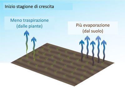 dati sul fabbisogno idrico del mais durante la stagione