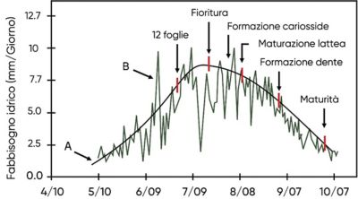 dati sul fabbisogno idrico del mais durante la stagione