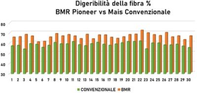 confronto dei livelli di digeribilità della fibra tra mais BMR Pioneer e convenzionali