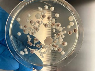 dati analitici del laboratorio