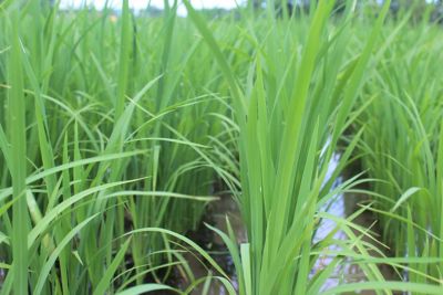 Close up of rice plants