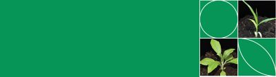 IMG_1083.8_Novo_layout_site_Plantas_daninhas-02_Brazil_Corteva-V1