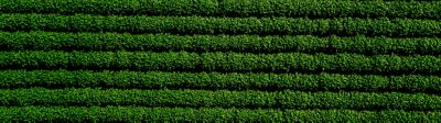 IMG_1083.8_Novo_layout_site_banner_institucional-Mobile_Brazil_Corteva-V1