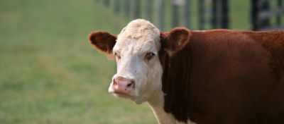 1188 - podstawa każdej kiszonki